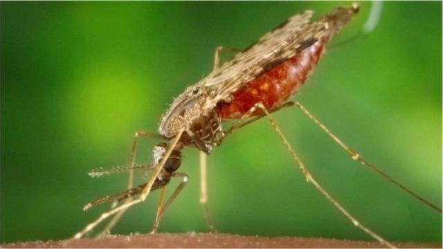 Le paludisme se propage par la piqûre de moustiques infectés