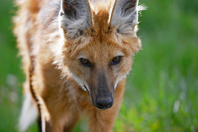 Lobo-guará