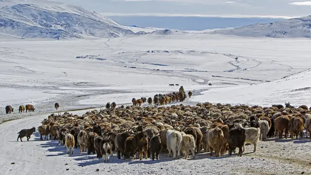 ชาวคาซัคเลี้ยงปศุสัตว์หลายชนิดทั้งม้า แกะ แพะ วัว และอูฐ