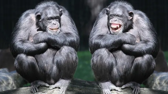 Two smiling chimpanzees sitting on a tree with arms crossed