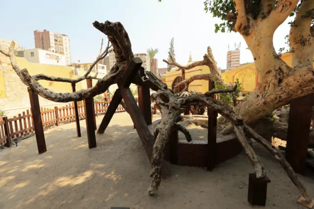 شجرة المطرية