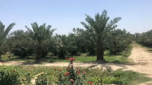 ولایت ننگرهار از اولین ولایتهای است که دارای نخلستان خرما است