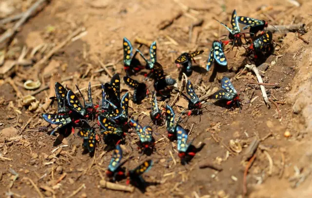 Ilbiisota bifa garagaraa qaban