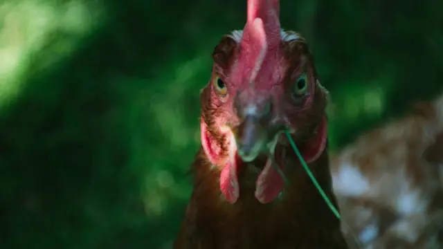 Курица с травинкой в клюве.