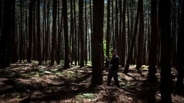 ਜਦੋਂ ਤੋਂ ਇਹ ਉਦਯੋਗ ਸ਼ੁਰੂ ਹੋਇਆ ਹੈ, ਉਦੋਂ ਤੋਂ ਹੀ ਰੇਜ਼ਿਨ ਕੱਢਣ ਦੇ ਤਰੀਕੇ ਵਿੱਚ ਕੋਈ ਖਾਸ ਬਦਲਾਅ ਨਹੀਂ ਆਇਆ