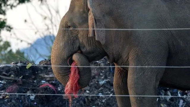 මේ වසරේදී අලුතින් 1500Km දුරට අලිවැට ඉදිකිරිම සඳහා රජය සැළසුම් කර තිබේ.