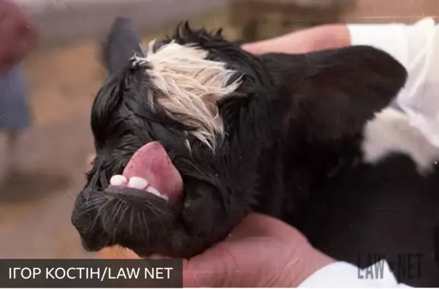 Чернобль АЭСиндегы авариянын кесепети адамдарга эле эмес, баарына тийген...