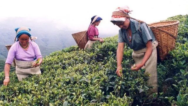 మంచి ఆకులు మొదటి ఫ్లష్‌లోనే దొరుకుతాయి