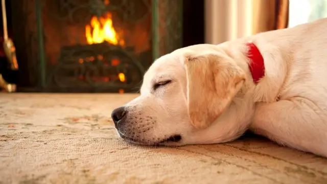 Способны ли животные мысленно переноситься в другое место или время?