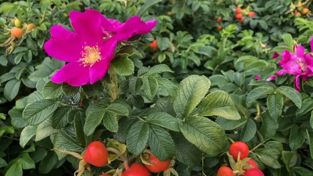 чайна троянда