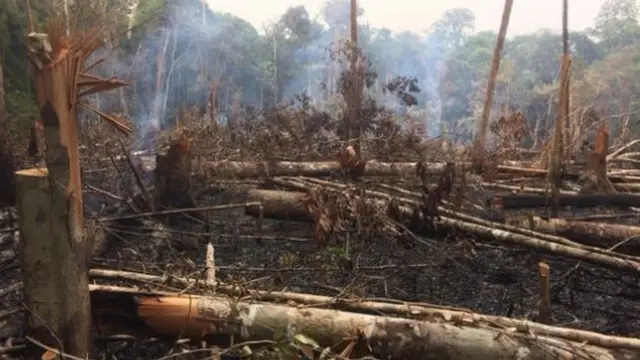 Floresta queimada