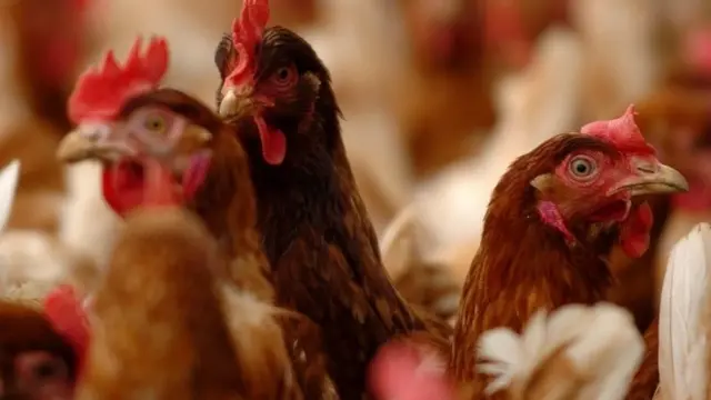 "H10N3 Bird flu" [Avia influenza:] China report first human case of 'H10N3 bird flu'