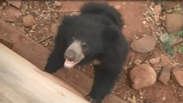 ఎలుగుబంటి రమ