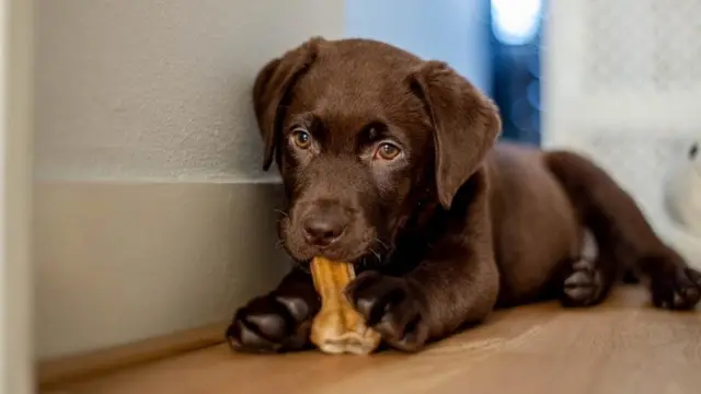 Cachorro jugando con un hueso.