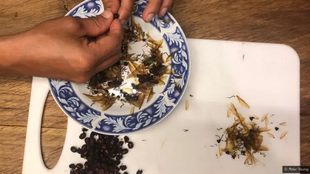 எறும்பு