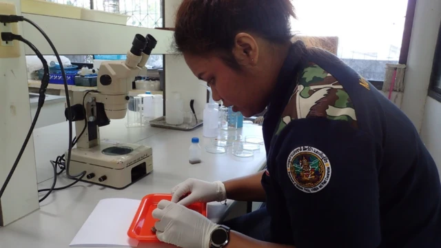 ไมโครพลาสติก