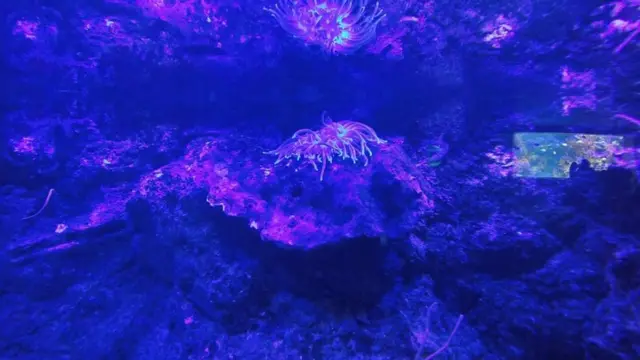 valentina veliz herrera