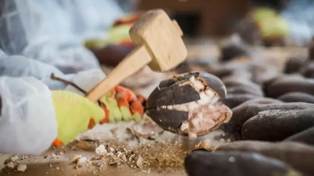 عندما تنضح ثمرة شجرة التبلدي تصبح القشرة الخارجية جافة ويجب كسرها للحصول على اللب الجاف