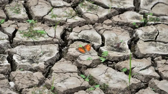 દુષ્કાળ