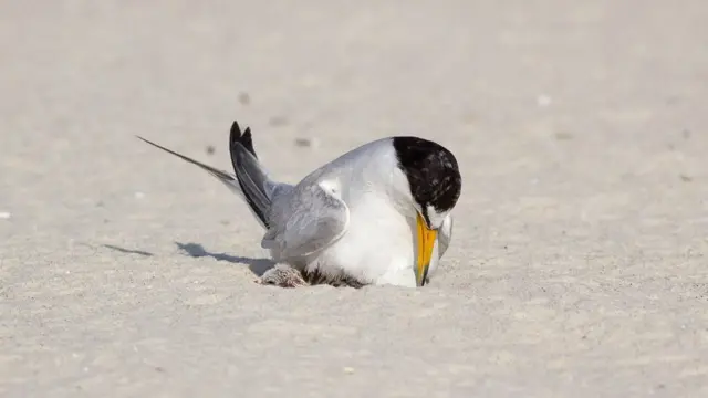 Shimbiraha ayaa sidan u hariya ukumaha