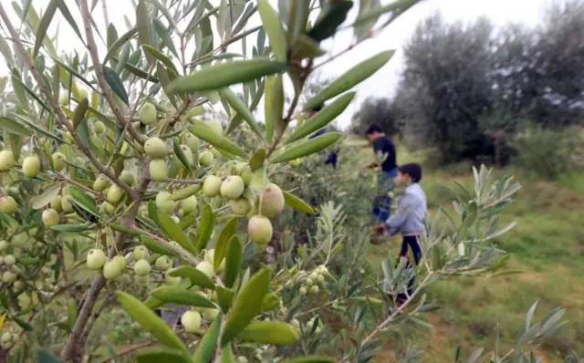 ਤਰਹੂਨਾ ਦੇ ਆਲੇ ਦੁਆਲੇ ਦੇ ਇਲਾਕਿਆਂ ਵਿੱਚ ਜੈਤੂਨ ਬਹੁਤ ਹੁੰਦਾ ਹੈ