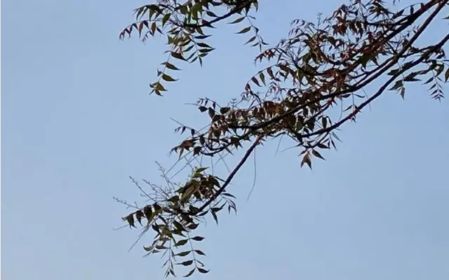 వేప తెగులు