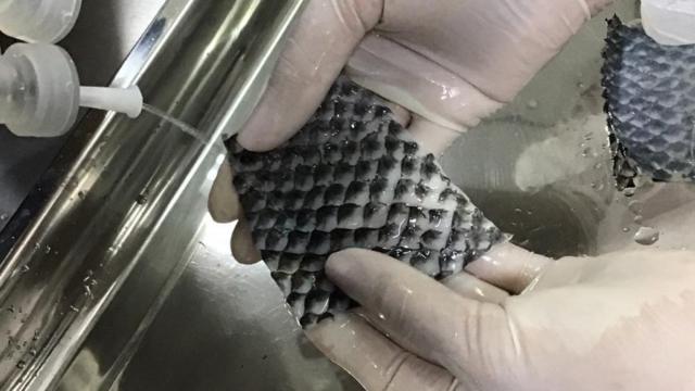 Peleslots vencedores 2024tilápia