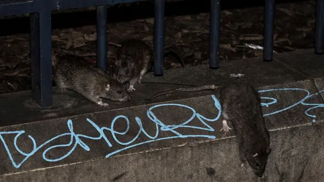 Паризькі щури