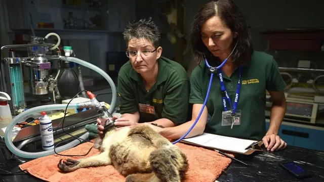 coala no hospital veterinário