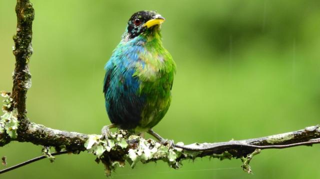 A bird seen from the front which has one half blue feathers and the other half green