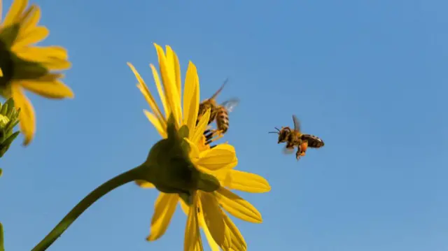 Abejas llegando a una flor amarilla