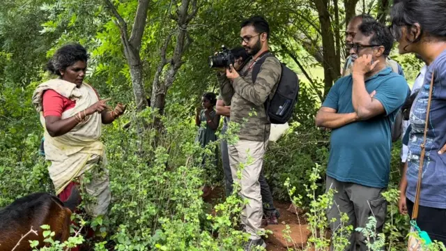 மஞ்சள் எறும்புகள்