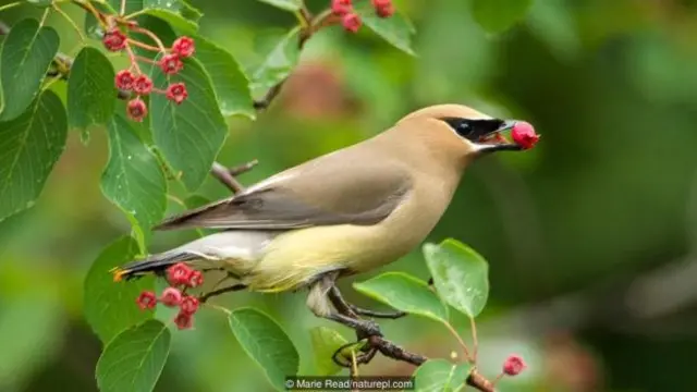 Burung cedar waxwing (Bombycilla cedrorum).