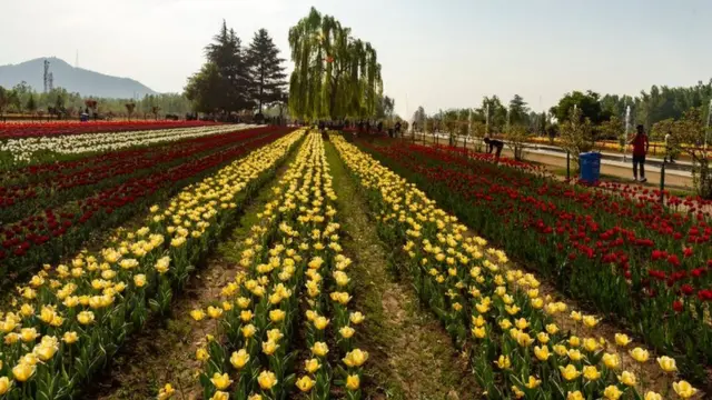 காஷ்மீர் பூ