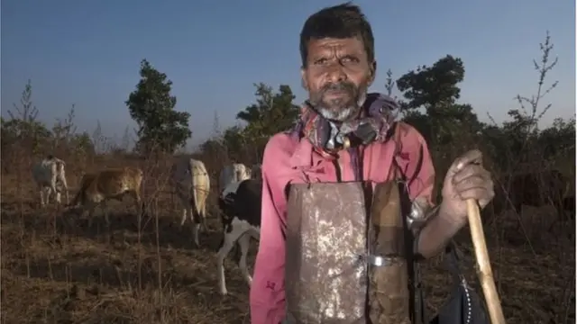 वाघ, वाघीण, प्राणी, जंगलं, पर्यावरण, भारत, महाराष्ट्र, यवतमाळ