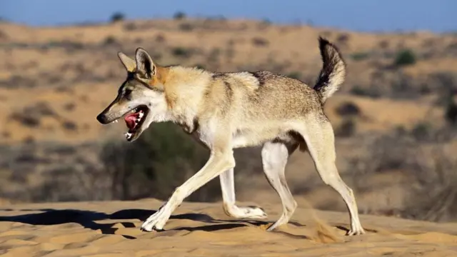 Lobos (Canis lupus)