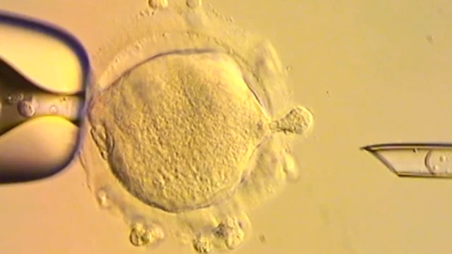 డీఎన్ఏ, పరిశోధనలు మైటోకాండ్రియా