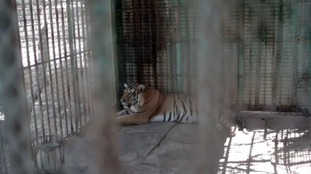 Тигр в клетке