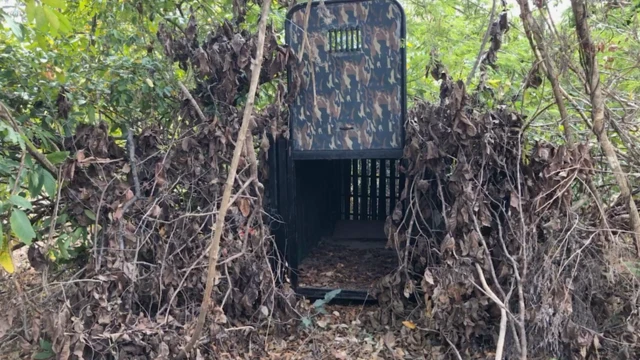 పులి కోసం అధికారులు ఏర్పాటు చేసిన బోను