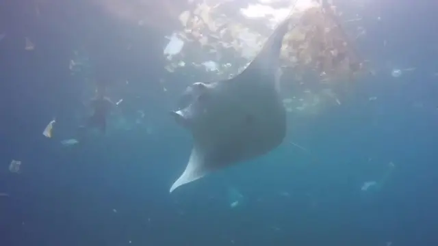 Analysis, led from the University of Manchester, counted up to 1.9 million plastic pieces per square metre.