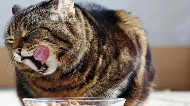 Gato comiendo comida para gatos.