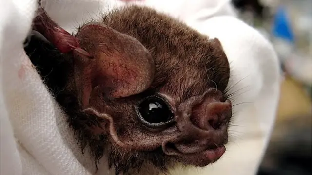 Morcego-vampiro-de-pernas-peludas