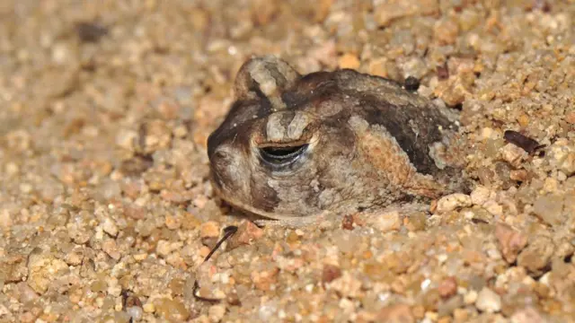 Proceratophrys cristiceps estivando, 80 cm abaixo na areia