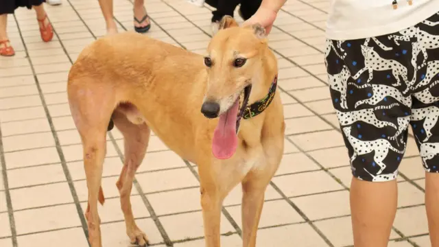 格力犬Jack換上林穎琪帶來的新頸圈