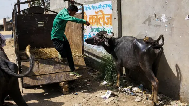 ভারতে গোরক্ষকদের তান্ডবে খামারিদের গরু-মোষ পরিবহন প্রায় অসম্ভব হয়ে পড়েছে