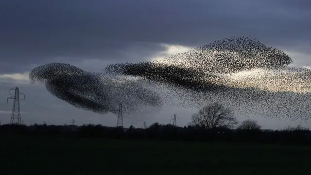 कई बार स्टर्लिन चिडियों का झुंड आसमान में बेहद सुंदर आकृतियां बना देता है जिससे उन्हें देखने वाले मोहित होकर रह जाते हैं
