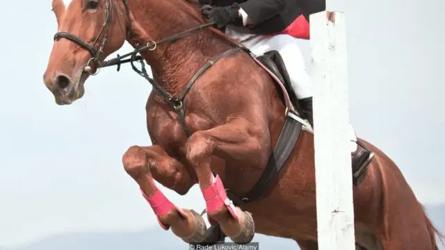 Cavalo responde a deixas sutis e até mesmo subconscientes do cavaleiro