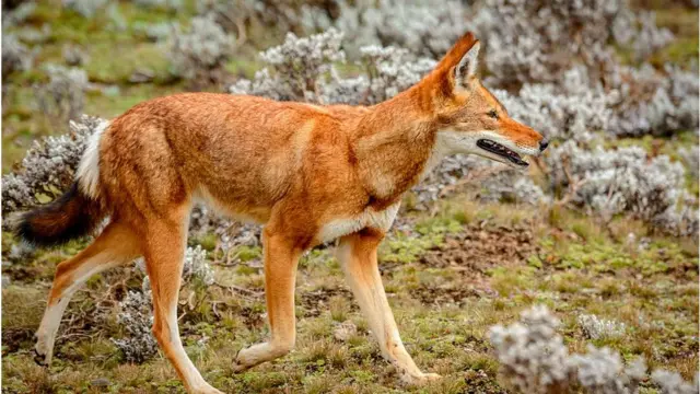 ቀይ ቀበሮ (አቢሲኒያ ዎልፍ)