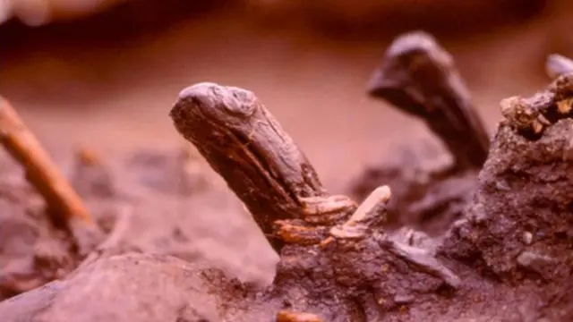 Artefactos de madera encontrados en Monte Verde II.