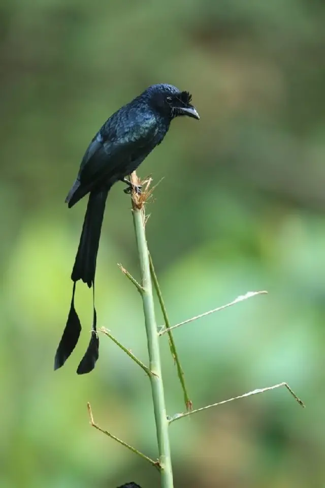 කොණ්ඩ කවුඩා